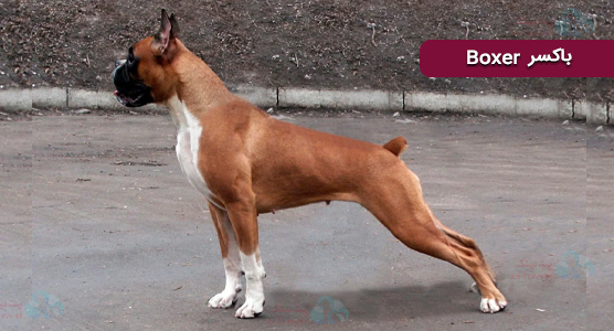 نژاد باکسر و آنچه باید در مورد سندرم راه هوایی براکی سفالیک در نژاد باکسر بدانیم
