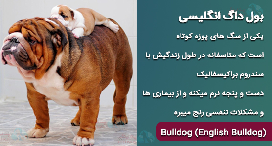 بولداگ انگلیسی و مشکلات تنفسی ناشی از سندروم براکیسفالیک