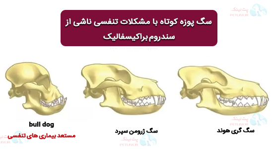 سگ های پوزه کوتاه با مشکلات تنفسی ناشی از سندروم براکیسفالیک