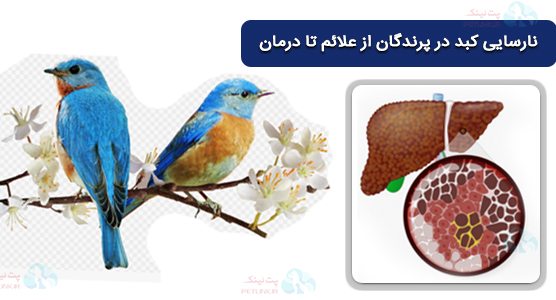نارسایی کبد در پرندگان (Avian Hepatic Failure) از علائم تا درمان