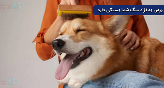 قبل از کوتاهی موی سگ در خانه گره موهای سگ را با برس سگ باز کنید
