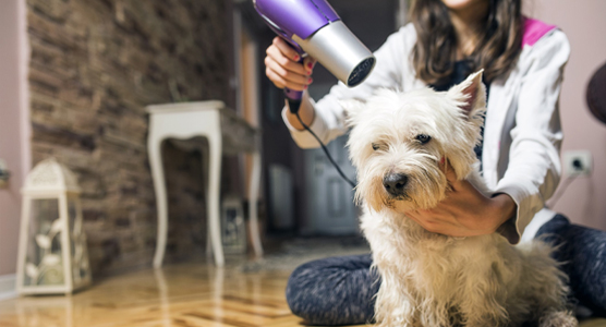 خشک کردن موی سگ قبل از کوتاهی مو با سشوار و حوله 