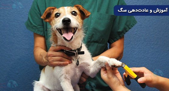 برای کوتاهی موی سگ در منزل لازمه آموزش و عادت‌دهی سگ desensitization انجام بشه