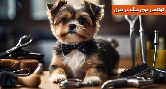 کوتاهی موی سگ در منزل آموزش و معرفی مراکز خدمات کوتاهی