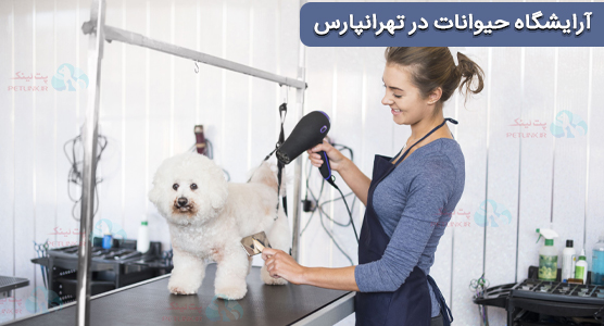 بهترین آرایشگاه‌های سگ و گربه تهرانپارس: خدمات آرایشی برای حیوانات خانگی