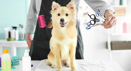 آرایشگاه حیوانات خانگی جم در فلکه اول تهرانپارس | آرایشگاه سگ در تهرانپارس