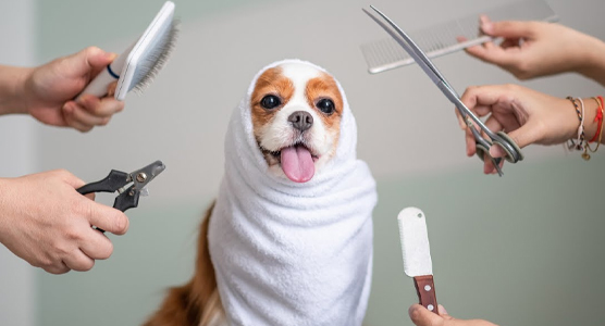 آرایشگاه تخصصی حیوانات جنتل در تهرانپارس شرق | اصلاح سگ در تهرانپارس