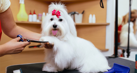 آرایشگاه سگ و گربه در منزل پت ستی در تهرانپارس غربی | آرایشگاه سگ در منزل منطقه تهرانپارس