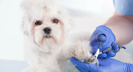 آرایشگاه حیوانات فلکه سوم تهرانپارس برنا | آرایشگاه حیوانات تهرانپارس