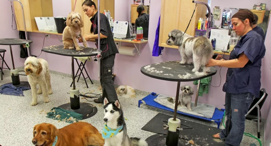 قیمت آرایشگاه سگ در تهرانپارس | هزینه آرایشگاه حیوانات تهرانپارس