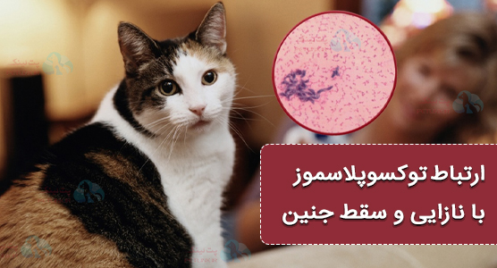 توکسوپلاسموز گربه، آیا موی گربه باعث نازا میکنه؟ یا باعث گربه باعث سقط جنین میشه؟