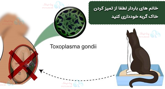 توکسوپلاسموز چیست؟ | خطر سقط جنین با تمیز کردن خاک مدفوع گربه