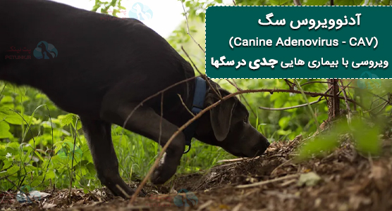 آدنوویروس  Canine Adenovirus چیست ؟ و شناخت بیماری های کنل کاف و هپاتیت عفونی سگ