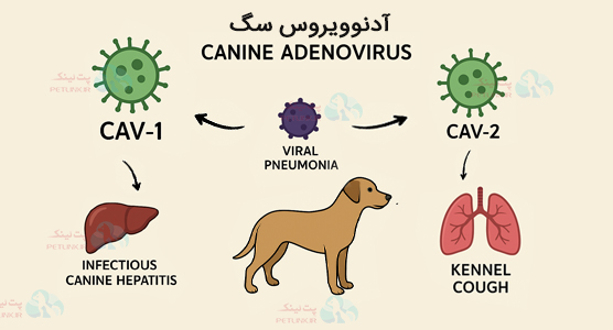 چرخه زندگی ویروس آدنوویروس پس از ورود به بدن سگ | Cav-1 و cav-2