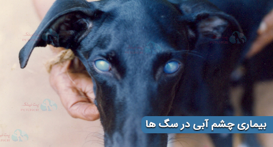 کدورت قرنیه یا بیماری چشم آبی (Blue Eye) در سگ ها با آدنوویروس