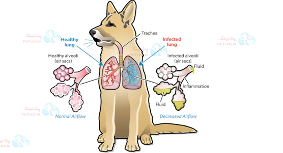 ادنوویروس تیپ 2 ایجاد پنومونی ویروسی یا مختلط (Viral or Mixed Pneumonia)