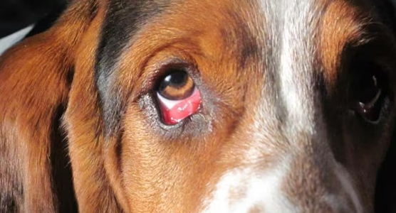 dog Conjunctivitis با آدنوویروس | پت لینک