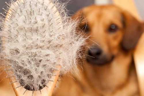 انواع و درمان خارش و ریزش موی سگ | petlink