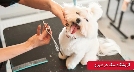بهترین آرایشگاه‌ های سگ شیراز | لیست مراکز شستشو و اصلاح تخصصی