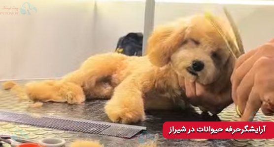 آرایشگاه حیوانات خانگی شیراز | تخفیف اصلاح سگ در شیراز