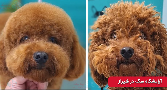 بیمارستان کیمیا بهترین ارایشگر سگ در شیراز | اصلاح سگ در منزل شیراز