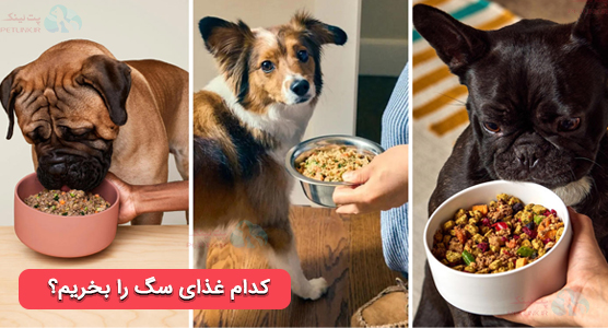 انواع غذای سگ ( غذای خشک، کنسرو، غذامرطوب ، نیمه مرطوب و مکلمل های سگ)