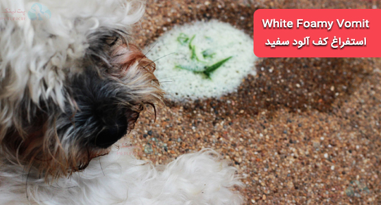 White Foamy Vomit استفراغ کف آلود سفید سگ | انواع استفراغ سگ