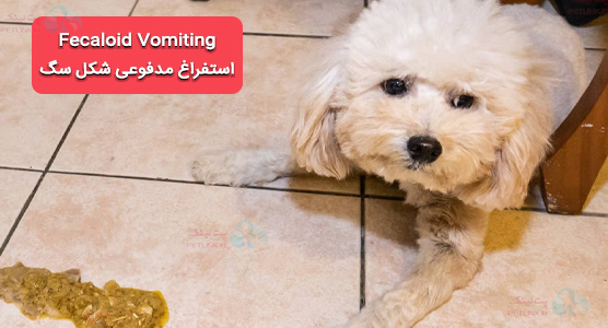 Fecaloid Vomiting استفراغ مدفوعی شکل سگ | استفراغ سگ نشانه چیست؟