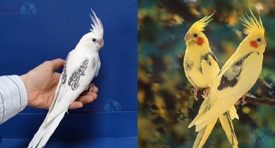 شکل ظاهری در عکس عروس هلندی دوکت (Pied Cockatiel)