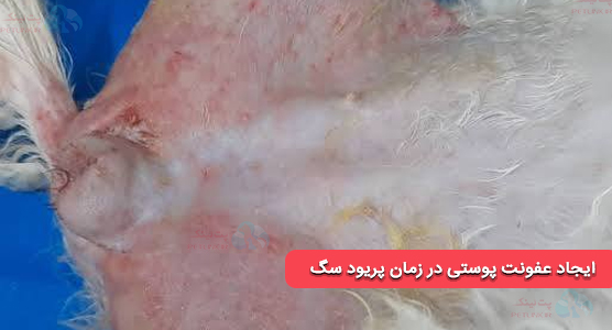 عکس عفونت پوستی سگ در زمان پریودی