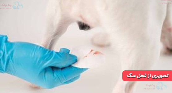 عکس پریودی سگ | ایا سگ پریود میشود؟