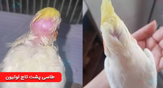 عکس طاسی پشت تاج عروس هلندی لوتیون Lutino ( دلایل و درمان )