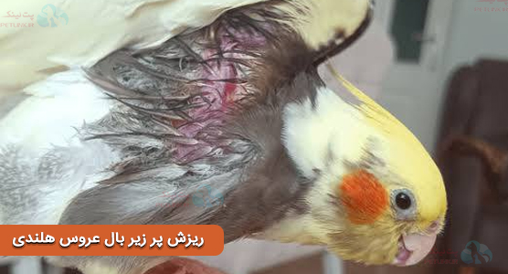 عکس کچلی و ریز پر زیر بال عروس هلندی از تشخیص تا دلایل و درمان