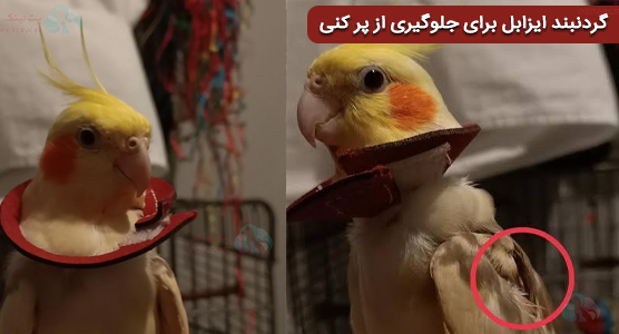 گردنبند ایزابل برای جلوگیری از پر کنی پرنده عروس هلندی | طاسی عروس هلندی