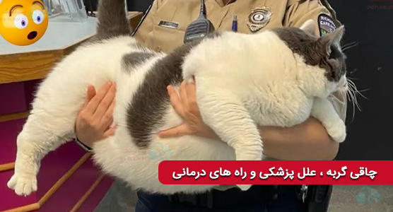 چاقی گربه ، دلایل و علل پزشکی و راه های درمان خانگی و دامپزشکی 