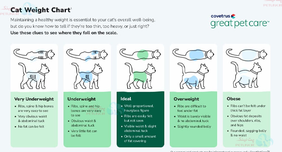آموزش تصویری تشخصی چاقی گربه