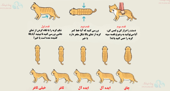 قدم های تشخیص چاقی گربه | چاقی در گربه ها و بیماری های مرتبط