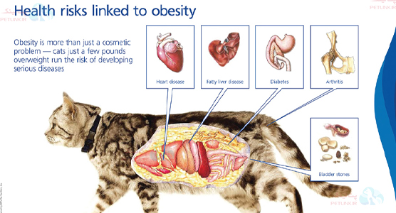 چاقی گربه و بیماری دیابت، آرتوروز، بیماری قلبی، کبد چرب و ...