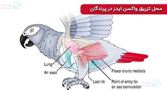 تزریق واکسن ایدز در پرندگان | پیشرفتهای جدید در واکسیناسیون ایدز پرندگان (۲۰۲۵)