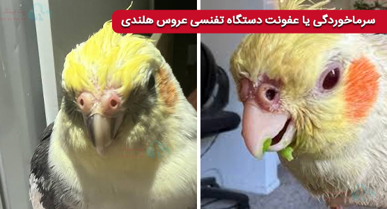 سرماخوردگی عروس هلندی | علائم خطرناک، درمان سریع و پیشگیری