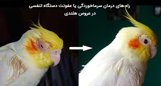 راه های درمان خانگی و درمان دامپزشکی سرماخوردگی عروس هلندی