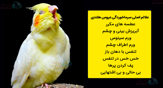 علائم سرماخوردگی عروس هلندی | علائم عفونت تنفسی عروس هلندی