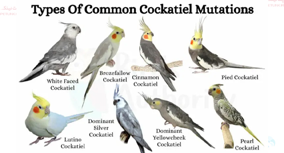 رایج ترین نژاد های عروس هلندی 