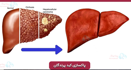 آموزش کامل مراحل پاکسازی کبد پرندگان