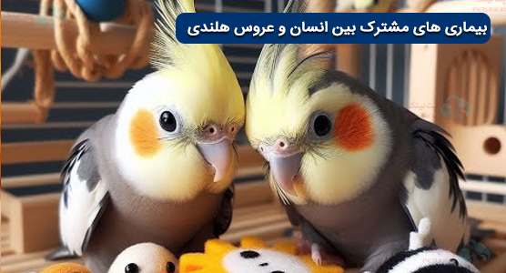 بیماری های مشترک بین عروس هلندی و انسان 