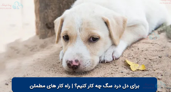 برای دل درد سگ چی خوبه؟