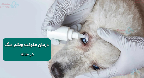 درمان عفونت چشم سگ در خانه