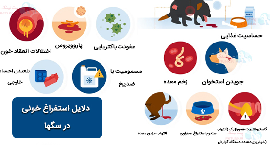 خون بالا آوردن سگ | دلایل استفراغ خونی در سگ ها 