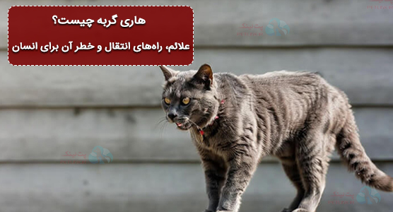 هاری گربه چیست؟ علائم، راه‌های انتقال و خطر آن برای انسان
