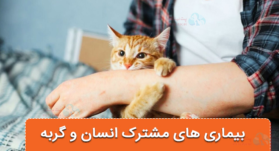 بیماری‌های مشترک انسان و گربه و راه‌های پیشگیری